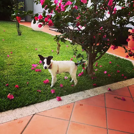 Garden Πανσιόν Όλμπια